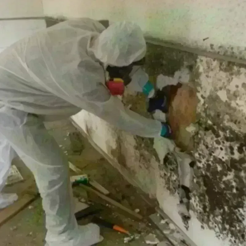 Mold Remediation and Removal in Windham, CT